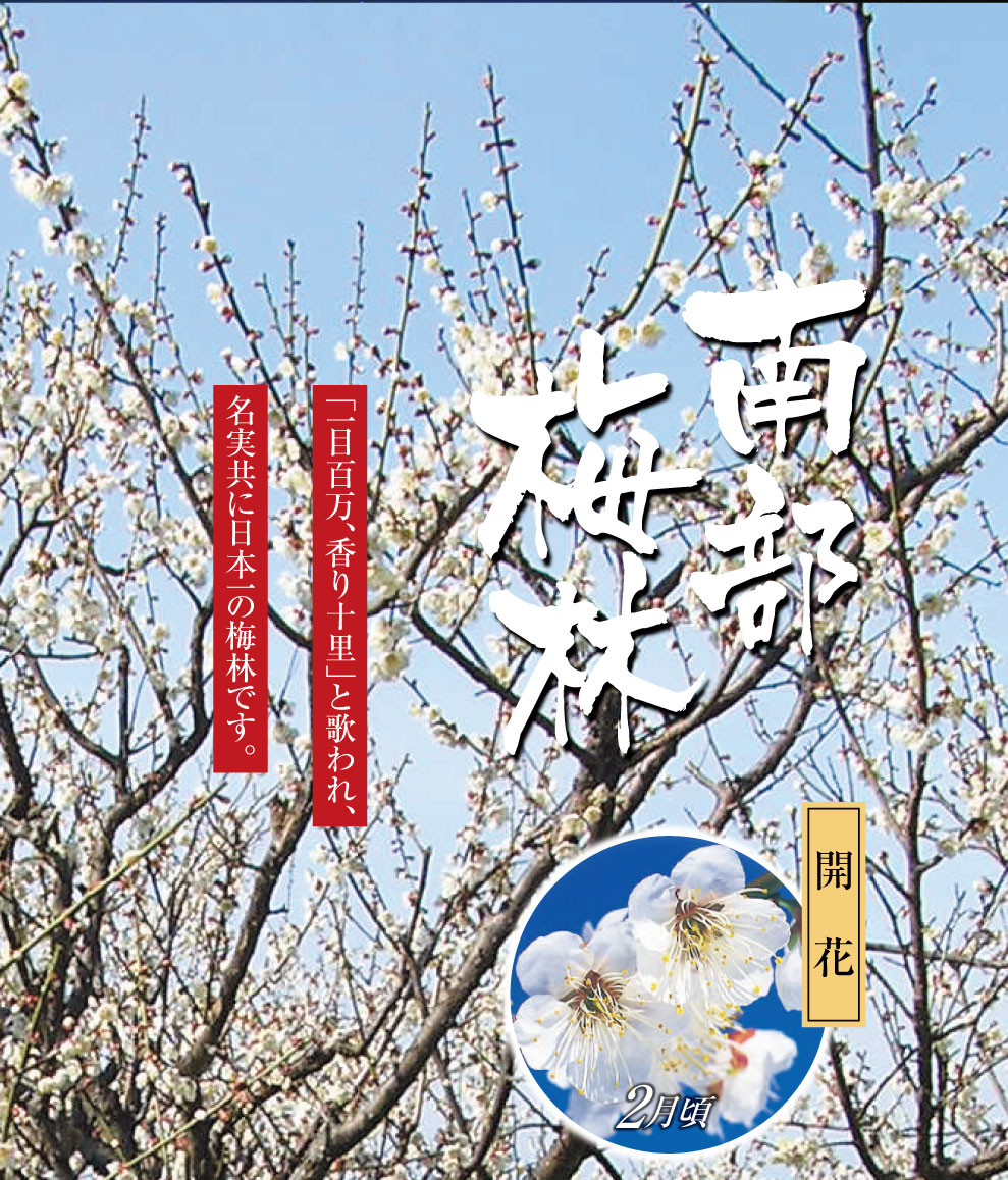 南部梅林　みかへりや