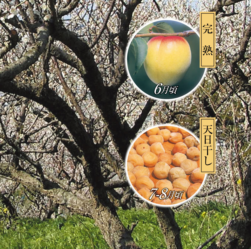 南部梅林　みかへりや